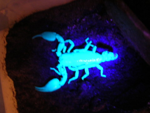 H.spinifer, fluorescent.