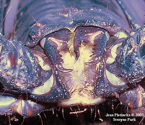 Heterometrus spinifer, femelle.