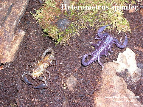 .Heterometrus spinifer, fraîchement mué.