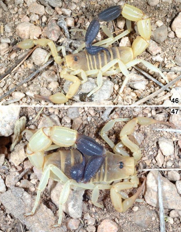 Figures 46 47 parabuthus granimanus in vivo habitus in somaliland at locality 11se